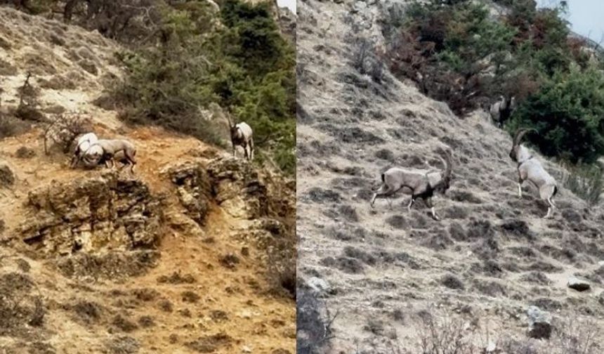 Doğa fotoğrafçısı tekelerin liderlik savaşına hayran kaldı