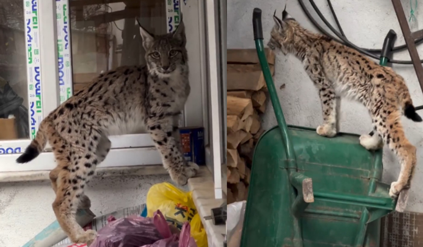 Yolunu şaşıran vaşak ilçeye indi