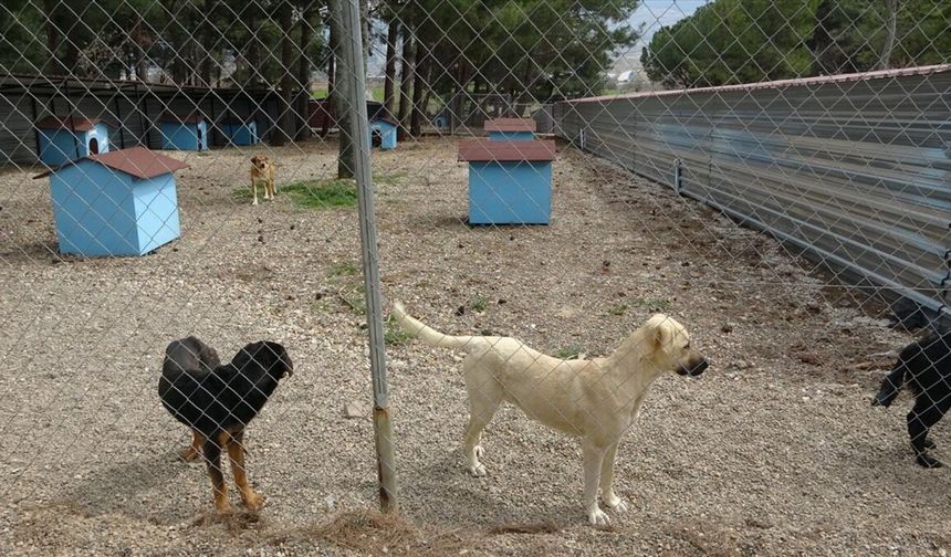Eskişehir’de barınaktaki köpeklerle ilgili iddia için soruşturma