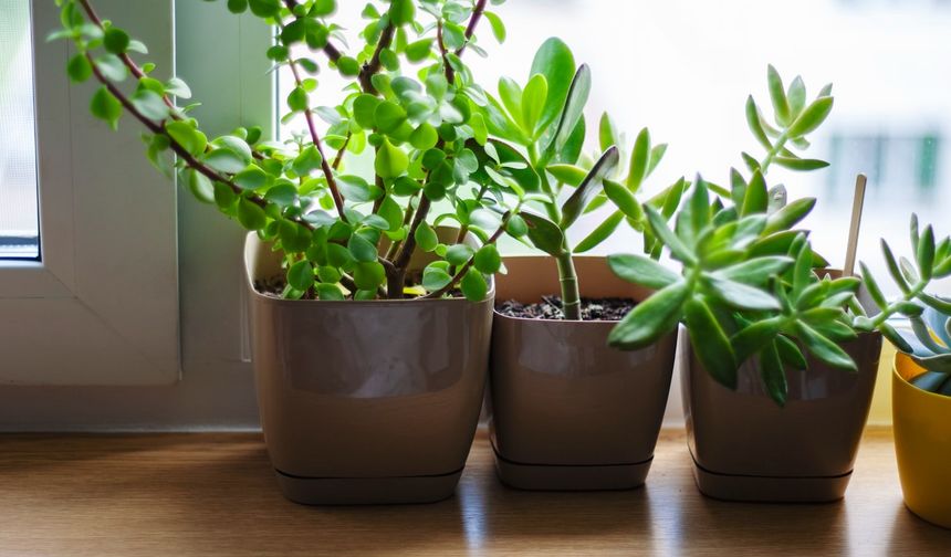 Evde Bitki Bakımı: En Kolay ve Sağlıklı Ev Bitkileri ile Havanızı Temizleyin