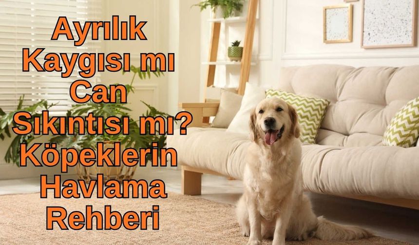 Uzmanlar Uyardı: Köpeklerde Havlama Sorununun 7 Gizli Sebebi