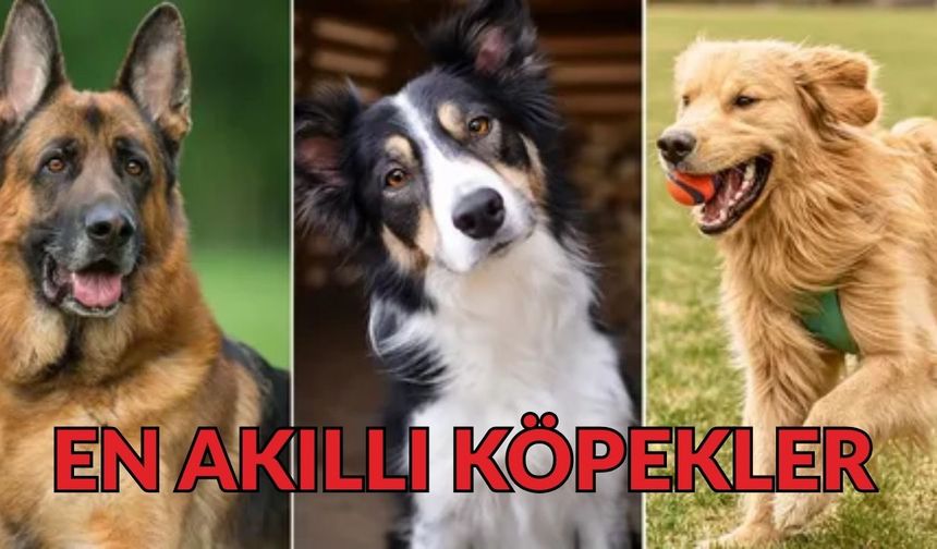 Köpek Almadan Önce Okuyun: Eğitilmesi En Kolay 10 Cins