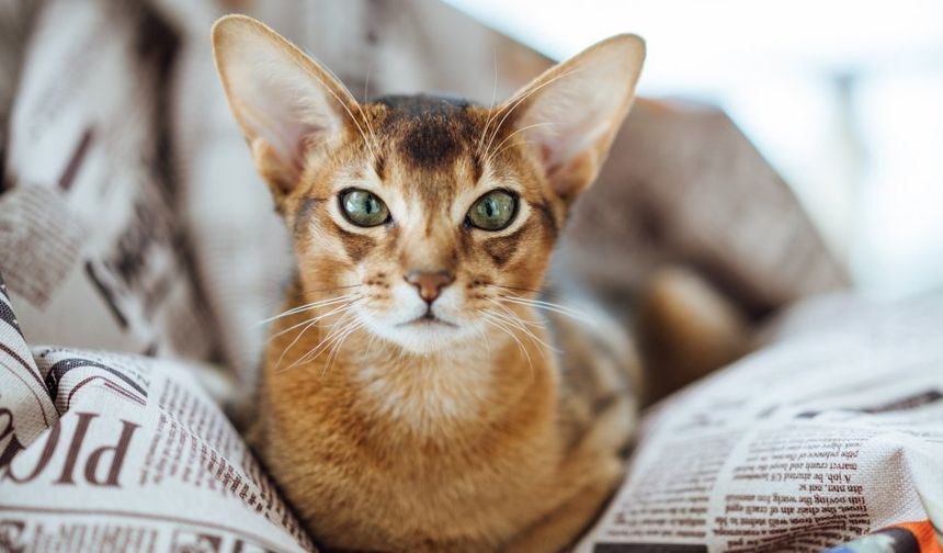 Sizi Tek Seferde Anlıyorlar: Eğitilmesi En Kolay Akıllı Kediler