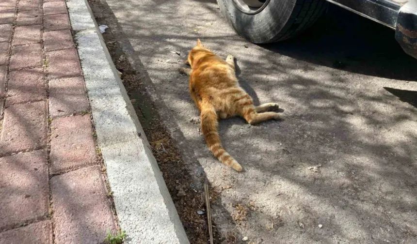 Eskişehir Çamlıca Mahallesi’nde Gece Yarısı Vicdanları Yaralayan Olay!