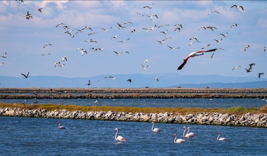 287 bin su kuşu kaydedildi!