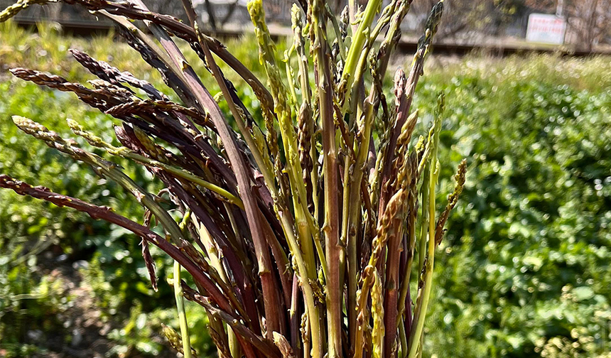 İdrar Yolu İltihabından Romatizmaya Kadar Şifalı Ot!