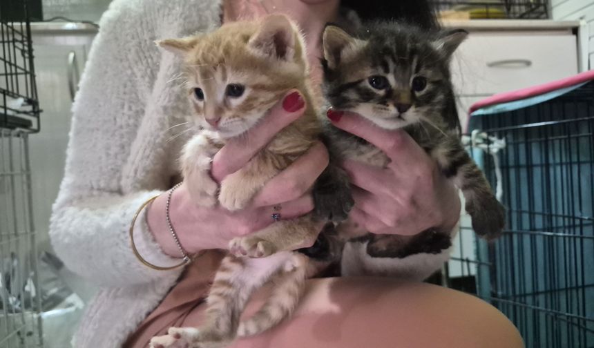 Eskişehir'de Mucize Doğum: Hamile Kedi Adresi Karıştırmadı, Veteriner Kliniğine Sığındı