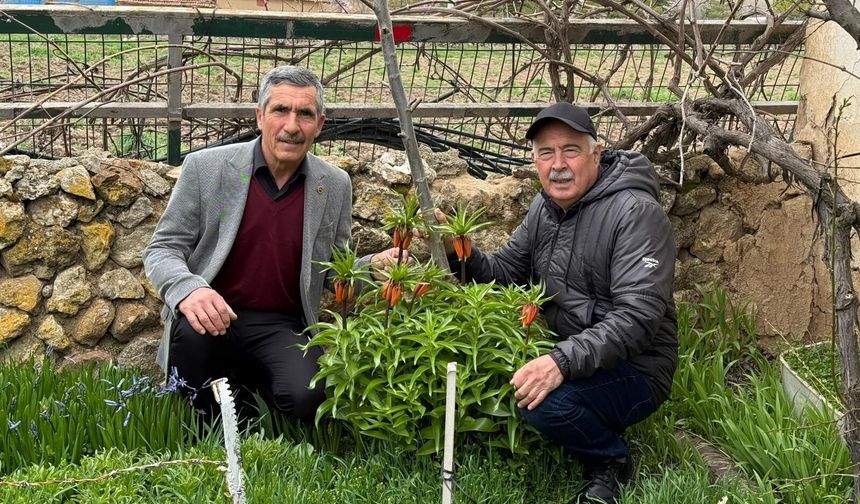 Eskişehir’de Endemik Nöbet: Mahalleli Ters Laleleri Gözü Gibi Koruyor