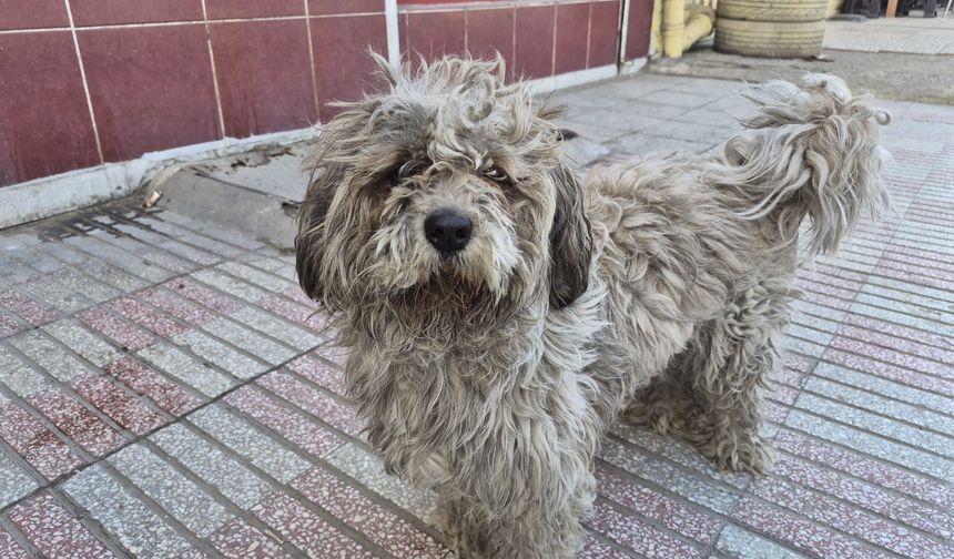 Eskişehir Sanayinin "Kadrolu" Çırağı: Kirli Tüyleriyle Görenleri Şaşırtan Süs Köpeği