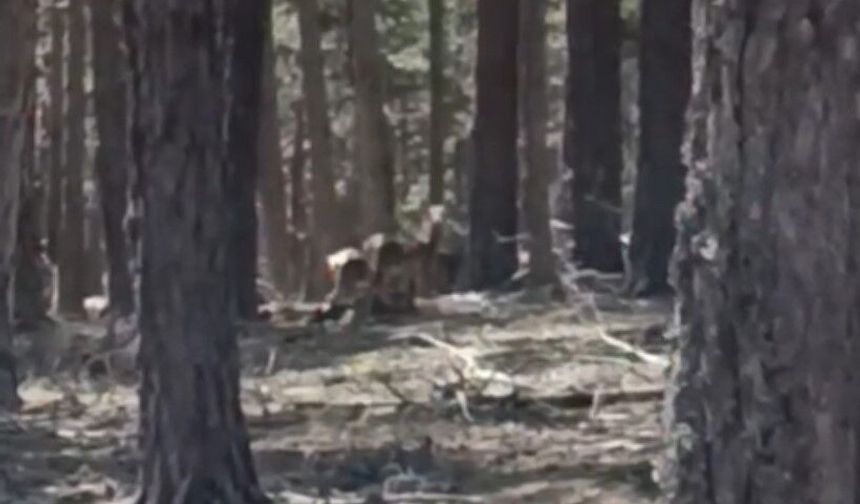 Eskişehir’in Saklı Hazinesi Görüntülendi: Çatacık Ormanları’nda Geyik Şöleni!