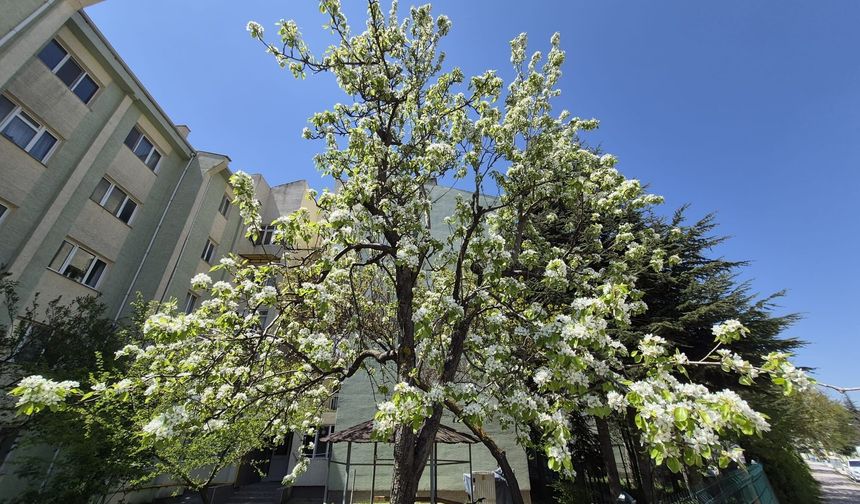 Çiçek Açan Armut Ağacı Görenleri Mest Ediyor