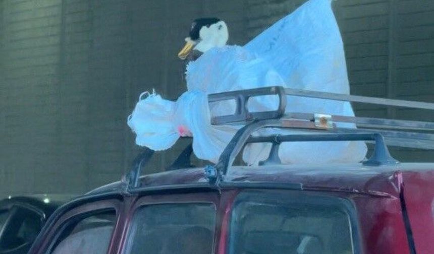 Eskişehir’de Otomobilin Üzerindeki Kaz Herkesi Şaşırttı!