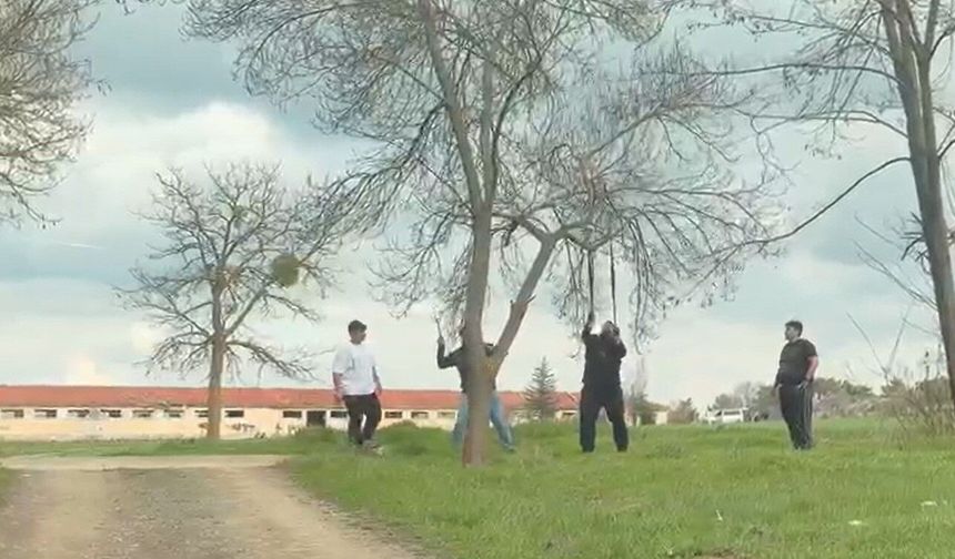 Eskişehir'de Tepki Çeken Görüntü: Canlı Ağaca Balta Sallayıp Halatla Asıldılar