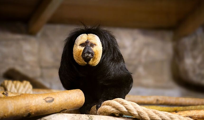 Eskişehir Hayvanat Bahçesi'ne 30 yeni tür