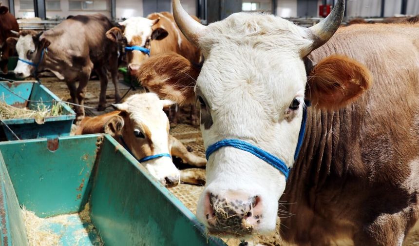 Eskişehir’de Kurbanlık Hisse Fiyatları Ne Kadar?