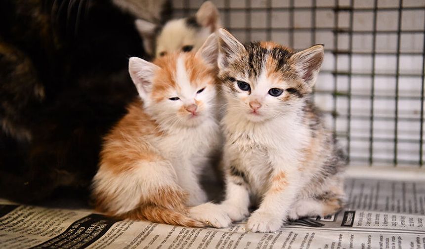 Tepebaşı Belediyesi 3 Ayda 138 can dostu yeni yuvasına kavuşturdu