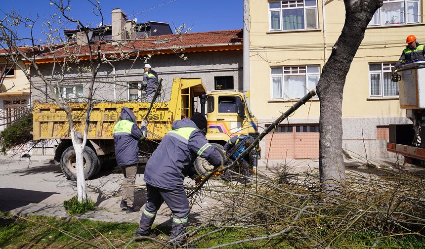 Tepebaşı’nda Ağaçlara "Nefes" Aldıran Mesai: Budama Çalışmaları Sürüyor