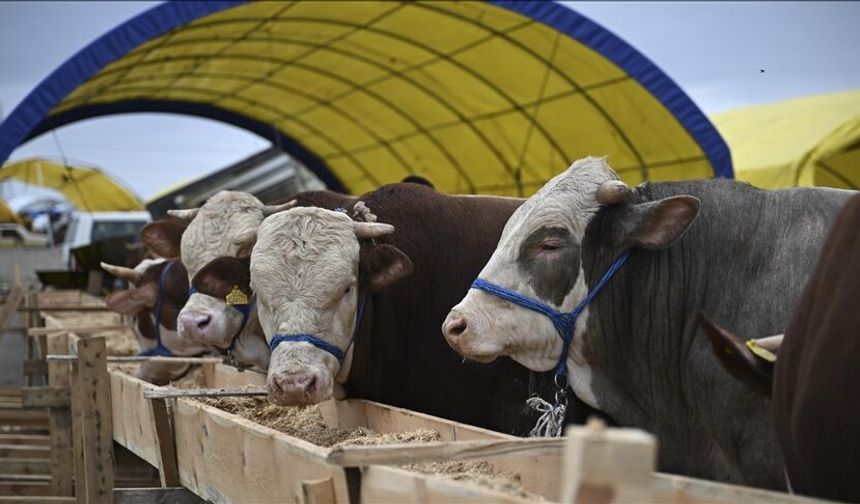 Eskişehirli Üreticiler İçin Geri Sayım: Hayvancılık Desteklerinde Son Gün 15 Haziran!