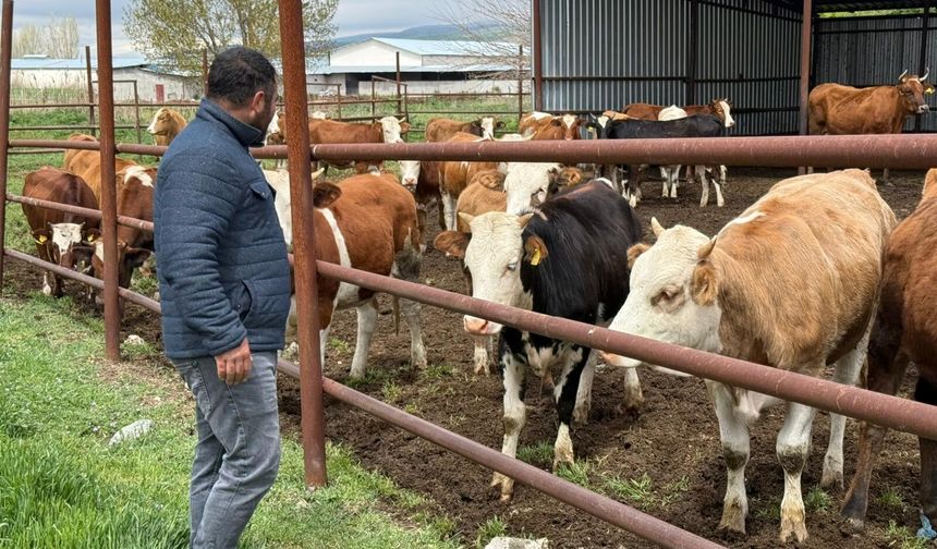 Eskişehir'de Kurbanlık Fiyatları ve Son Durum