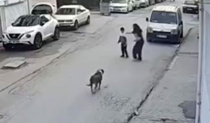 Eskişehir'de Bir Anda Havlayan Köpek Küçük Çocuğu Dehşete Düşürdü