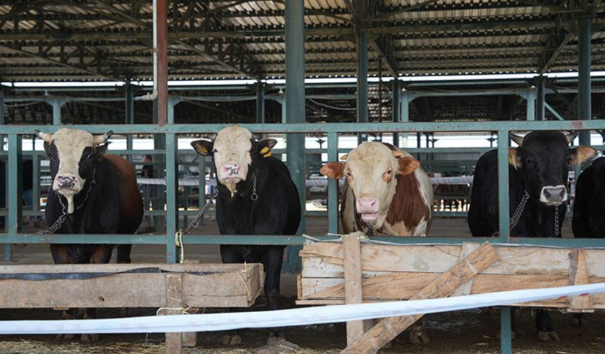 Eskişehir’de Kurban Alacaklara Uyarı: Paranızı ve İbadetinizi Yakmayın!
