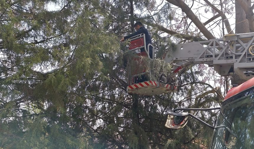 Ağaca Mahsur Kalan 3 Yavru Kedi Kurtarıldı