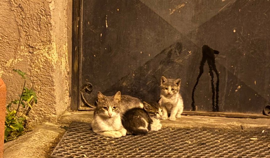 "Araçta Kedi Var" Yazısını Ciddiye Aldı