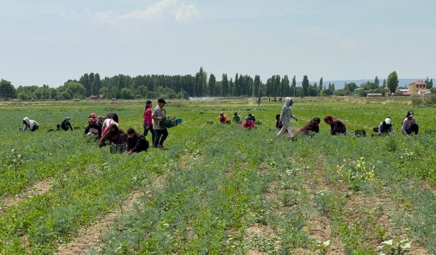 Tarla Sahibinin Çeki Sahte Çıktı