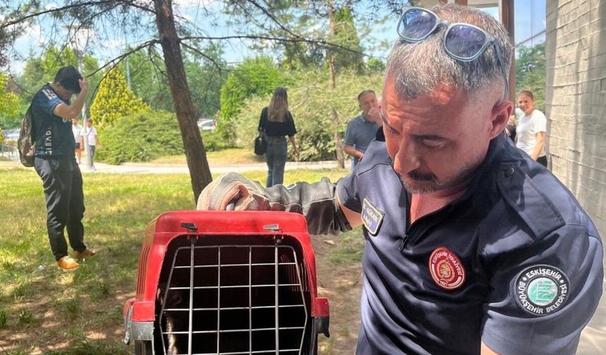 Mahsur Kalan Sansar İtfaiye Ekipleri Tarafından Kurtarıldı