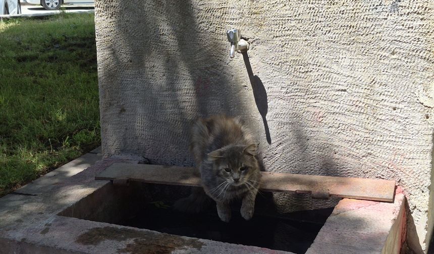 Odunpazarı Evleri Bölgesinde Tebessüm Ettiren Görüntü