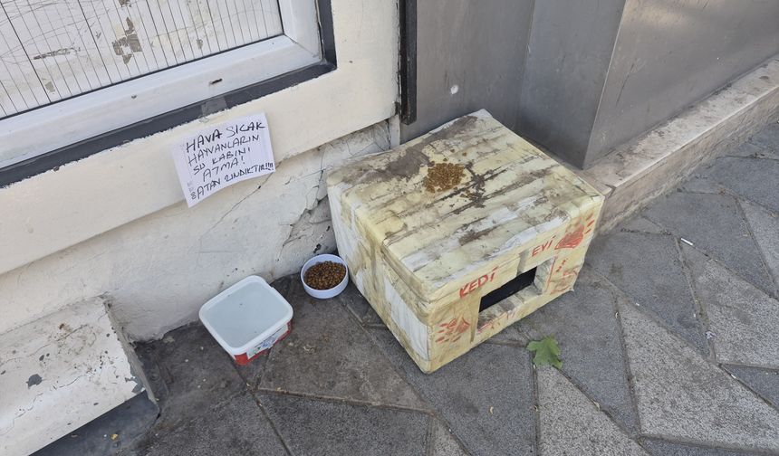 Eskişehir’de Kedi Dostu Vatandaşın İsyanı: Duvara Yazdı, Tepkisini Dile Getirdi!
