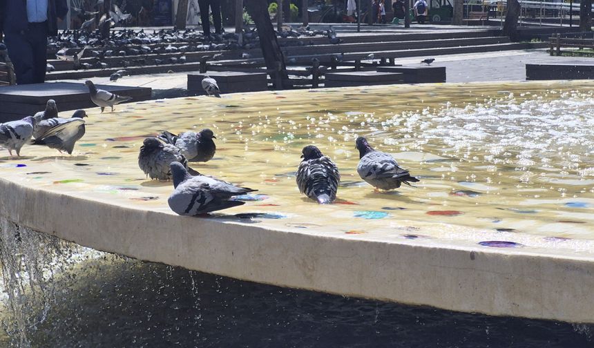 Eskişehir'de Sıcak Hava Kuşları Süs Havuzuna İtti