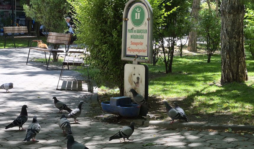 Eskişehir’de Güvercinler Köpekler İçin Konulan Sudan İçti