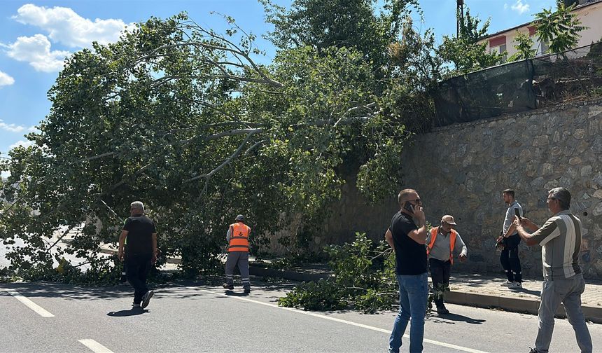 Eskişehir’de Devrilen Ağaç Trafiği Aksattı