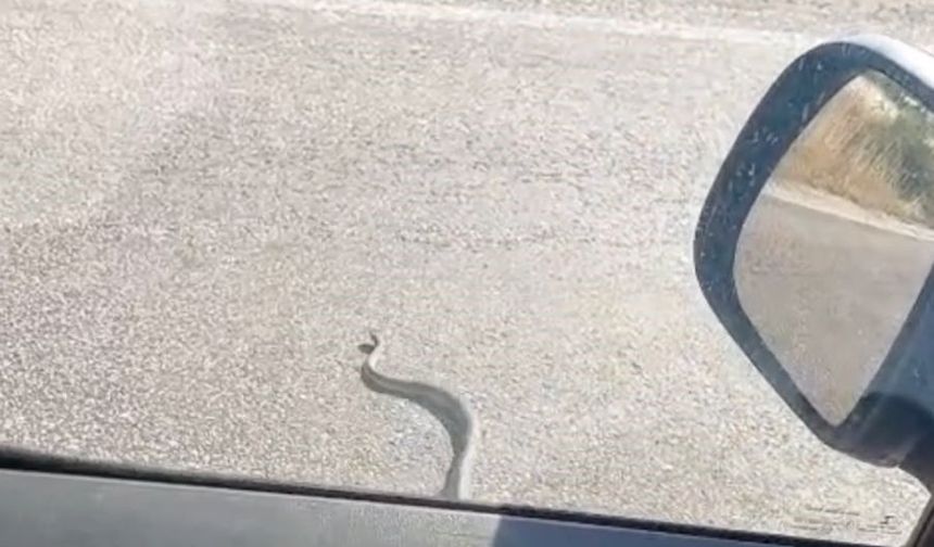 Eskişehir’de Yol Üstünde Yılan Sürprizi