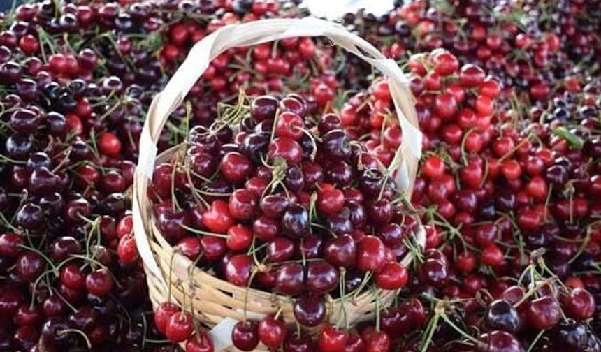 Mihalıççık Kiraz Festivali Tarihi Belli Oldu