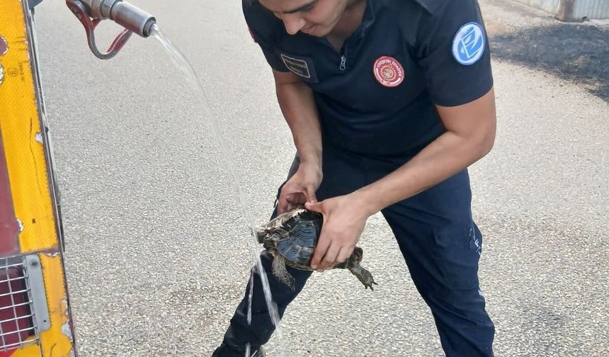 Tepebaşı’nda Orman Yangını: Kaplumbağa Kurtarıldı