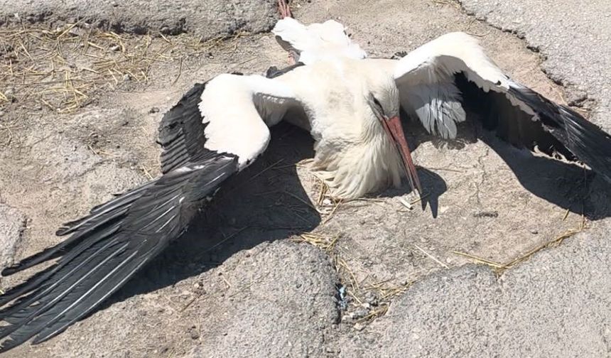 Eskişehir’de Yaralı Leylek İçin 4 Gündür Müdahale Yok