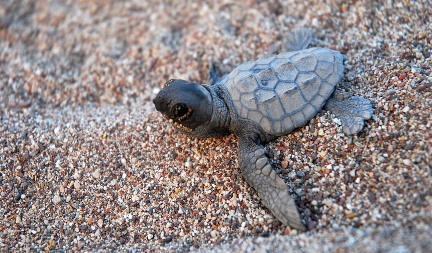Caretta Caretta Yuvalarına Üsküdar Üniversitesi’nden Destek