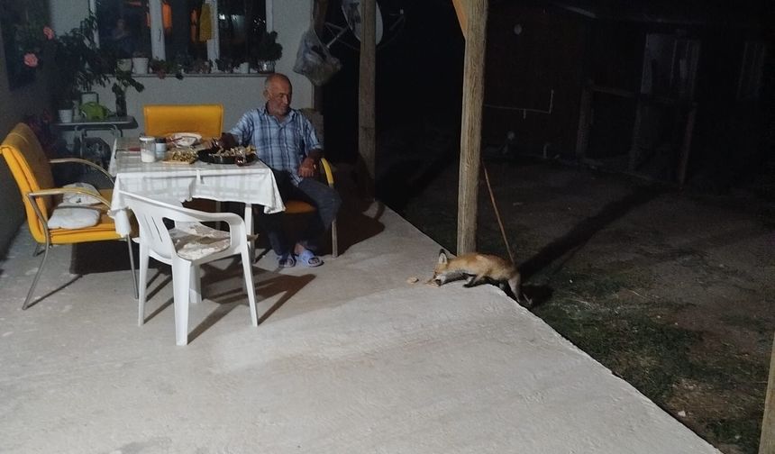 Sivrihisar’da Bahçeye İnen Yabani Tilki Ev Sahiplerince Beslendi