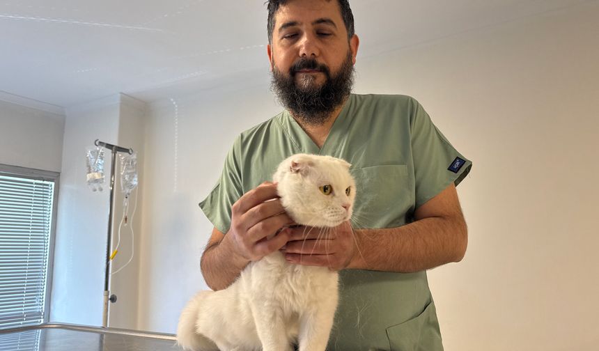 Evdeki O Tehlikeye Dikkat: Toka ve İp Yutan Can Dostlarımız Ölüme Sürükleniyor!