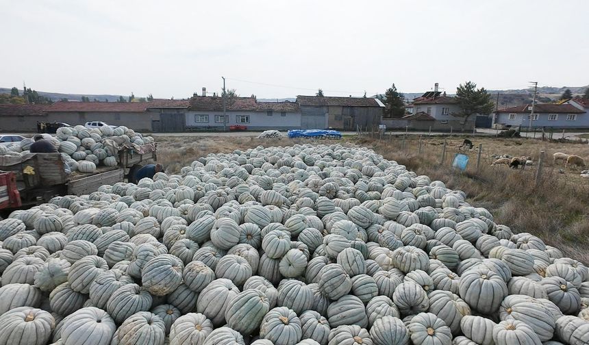 Bal kabağında Türkiye'nin ilk çalıştayı Tepebaşı'nda düzenleniyor!