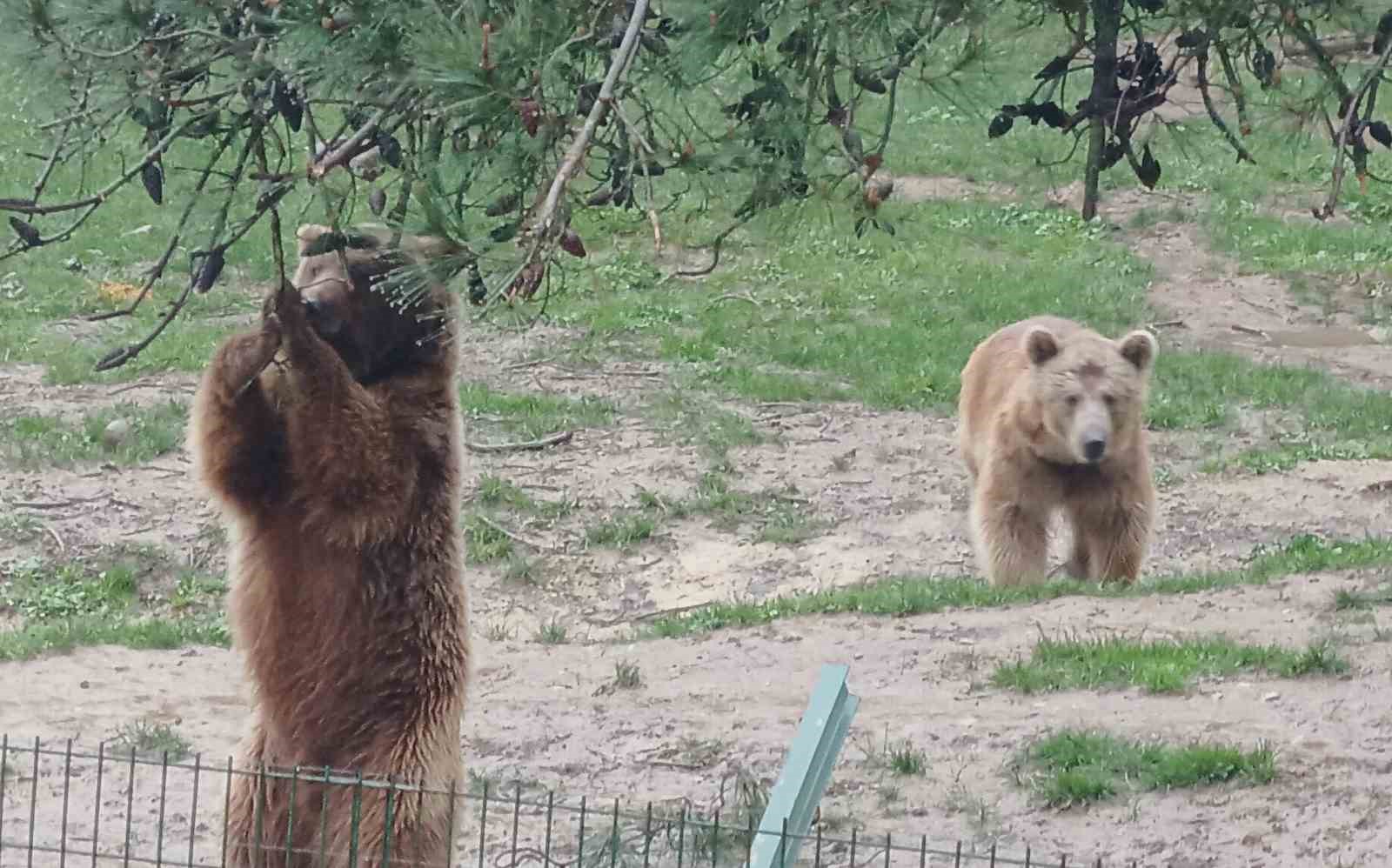 Ayı Firarda...milli Parklar Ve Bölge Sakinleri Alarmda1