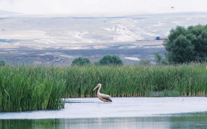 Sulak alanları korumalıyız