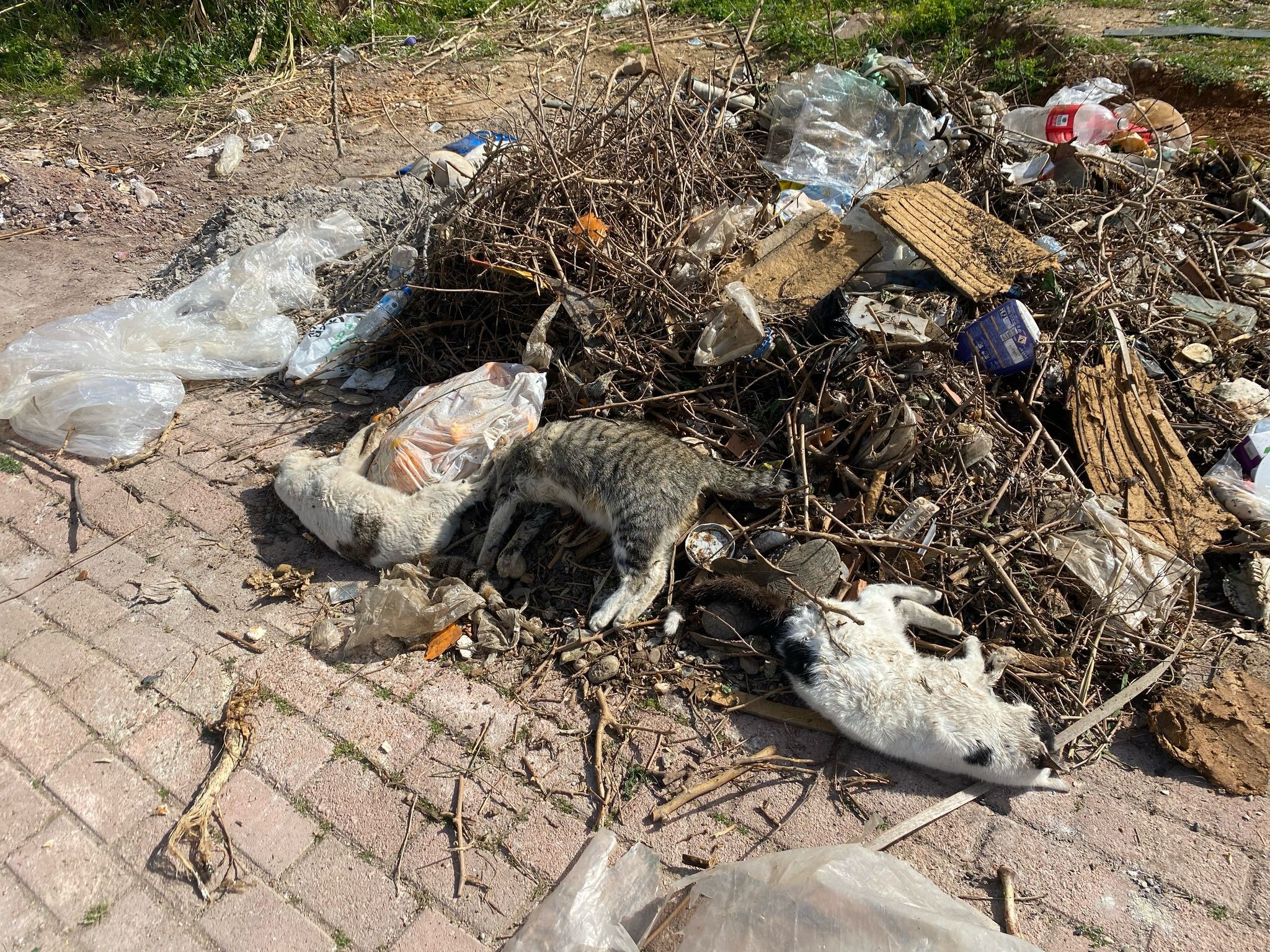 Çöp Konteynerinin Yanında Çok Sayıda Ölü Kedi Bulundu (3)