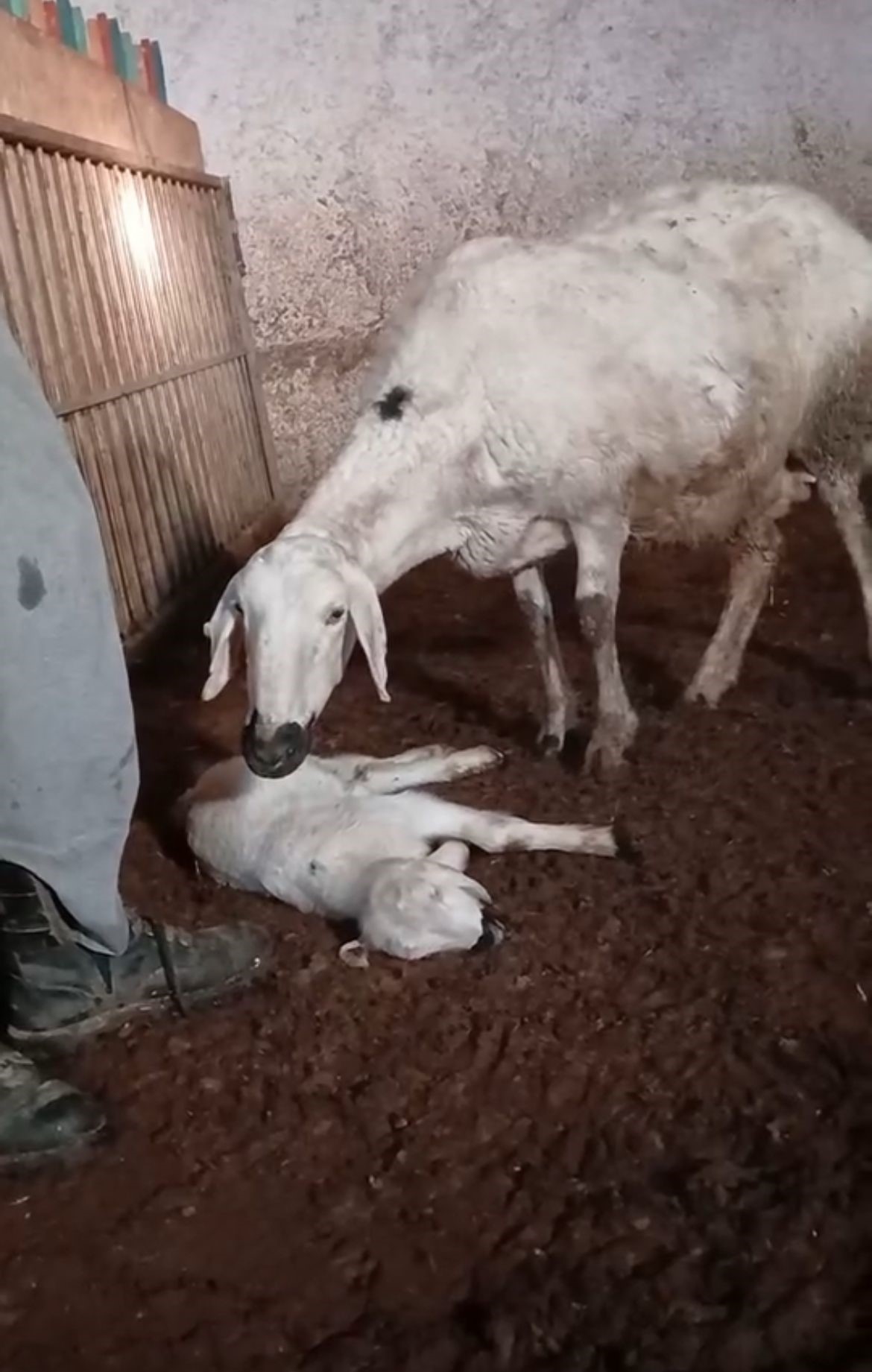 Ölen Yavrusuna Ayaklarıyla Masaj Yaparak Kurtarmaya Çalıştı (2)