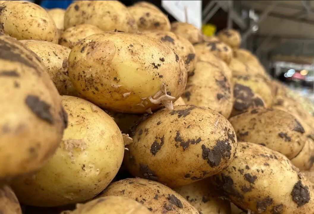 Patates