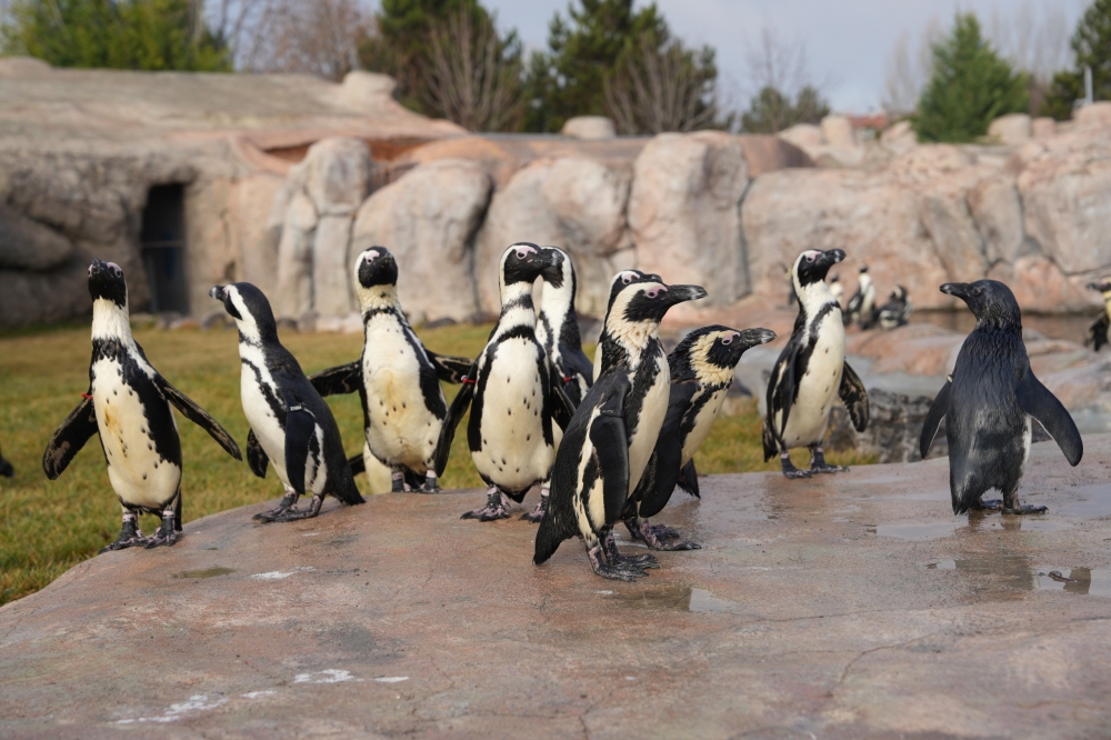 Big 10585 1 2024 12 19 1734608329