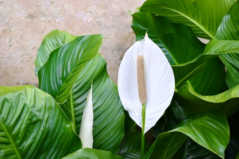 Cicekli Spathiphyllum Baris Cicegi