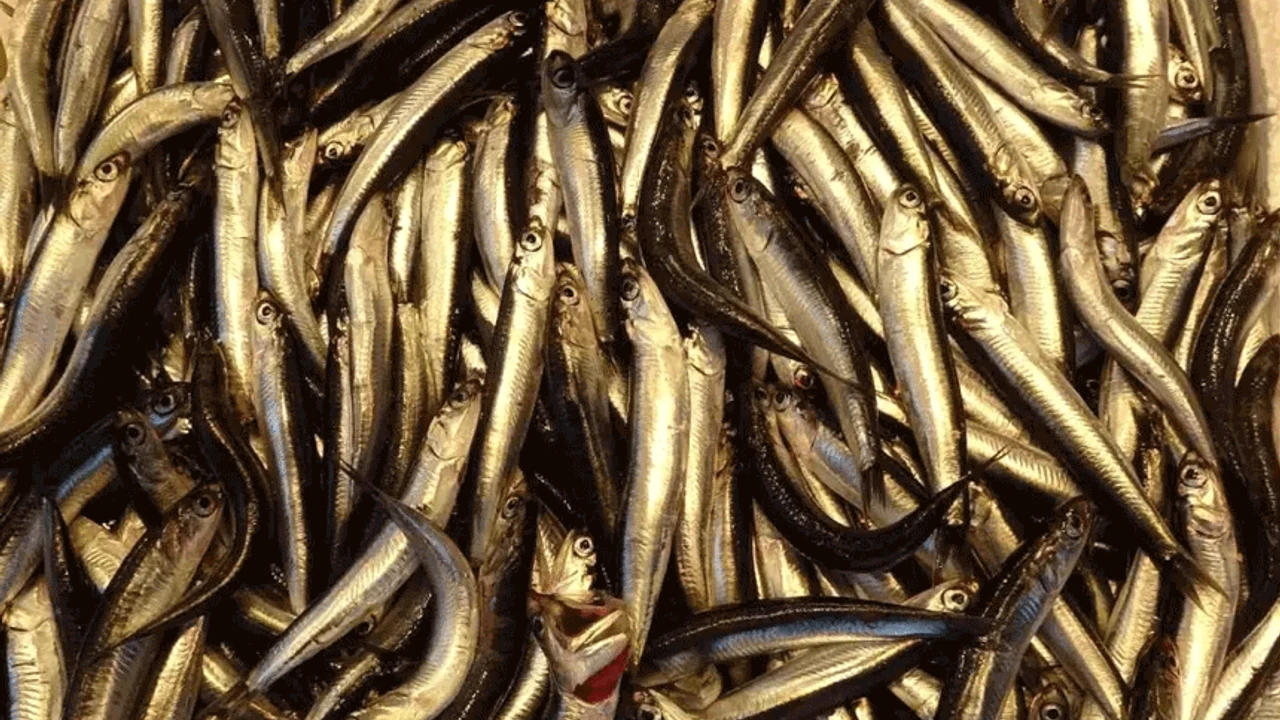 Iste Eskisehirdeki Balik Fiyatlari Ekspres